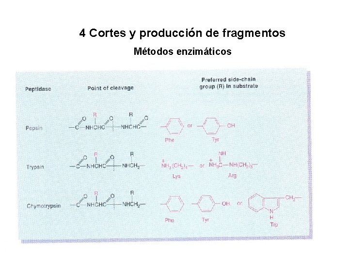4 Cortes y producción de fragmentos Métodos enzimáticos 