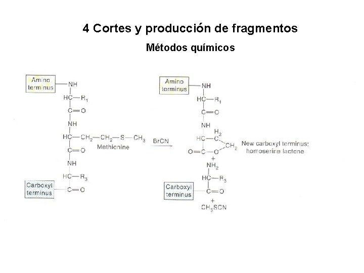 4 Cortes y producción de fragmentos Métodos químicos 