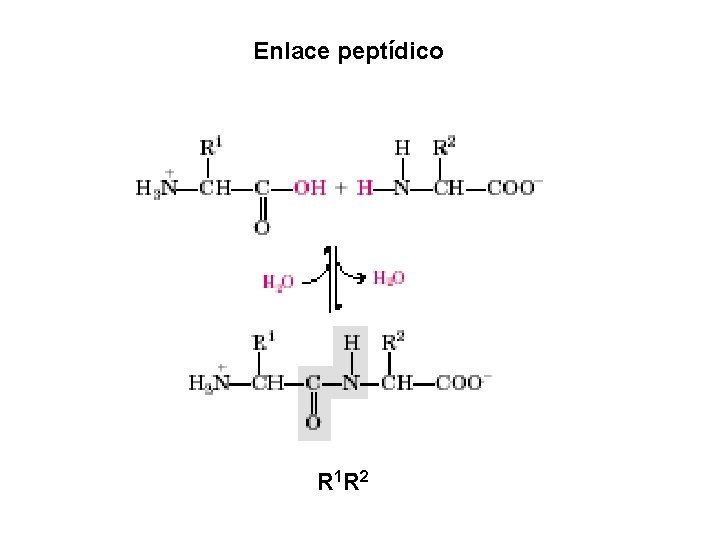 Enlace peptídico R 1 R 2 