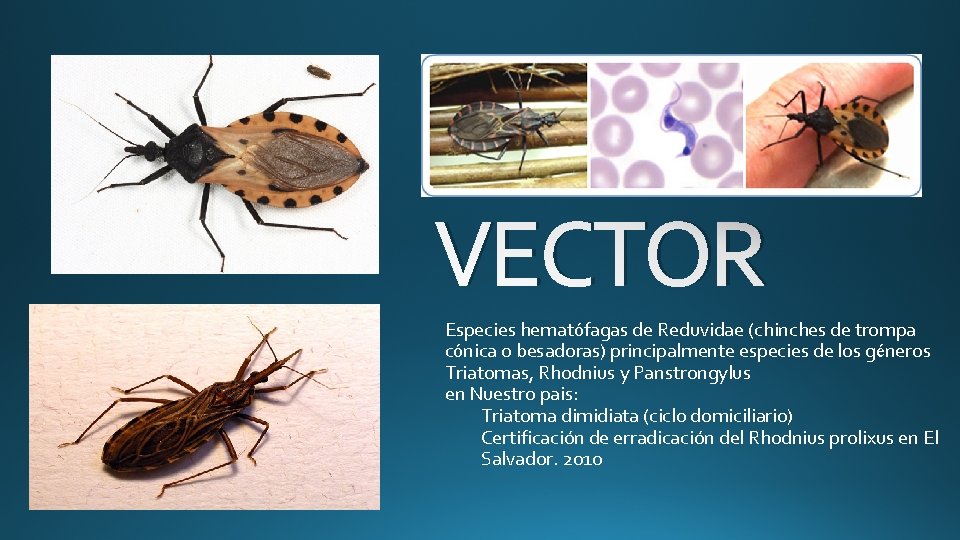 VECTOR Especies hematófagas de Reduvidae (chinches de trompa cónica o besadoras) principalmente especies de