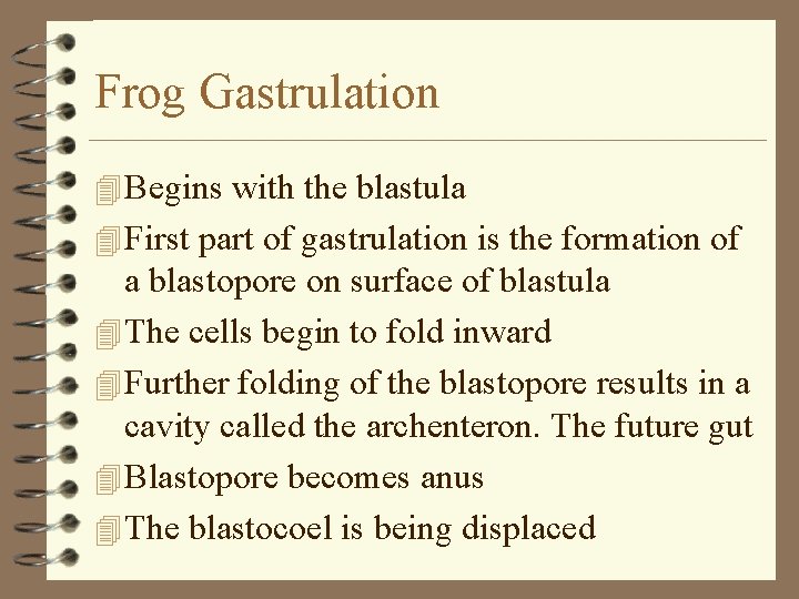 Frog Gastrulation 4 Begins with the blastula 4 First part of gastrulation is the