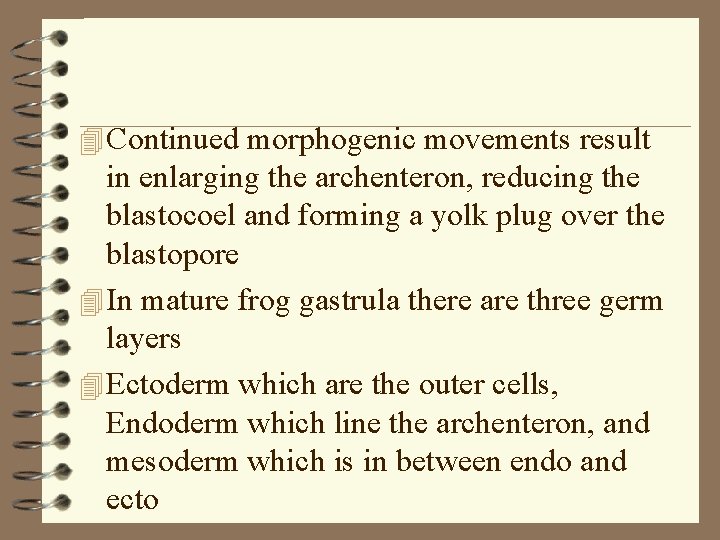 4 Continued morphogenic movements result in enlarging the archenteron, reducing the blastocoel and forming