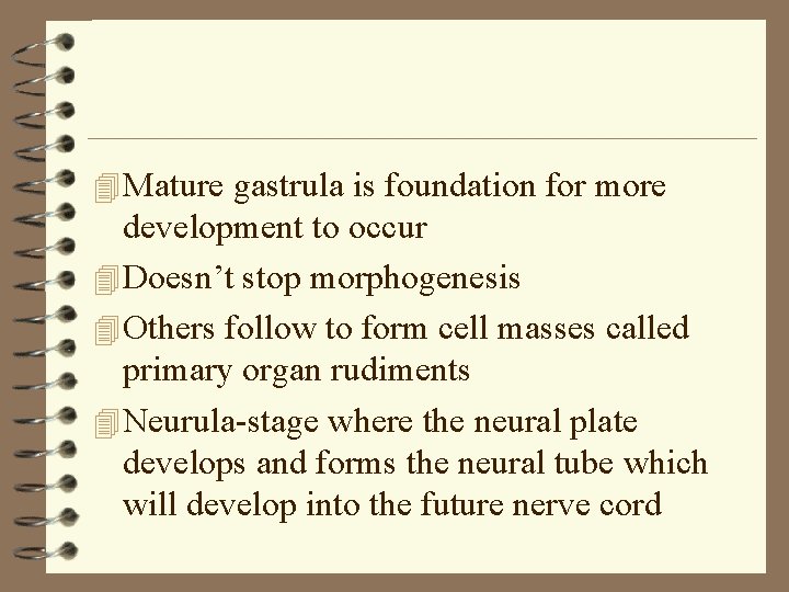 4 Mature gastrula is foundation for more development to occur 4 Doesn’t stop morphogenesis