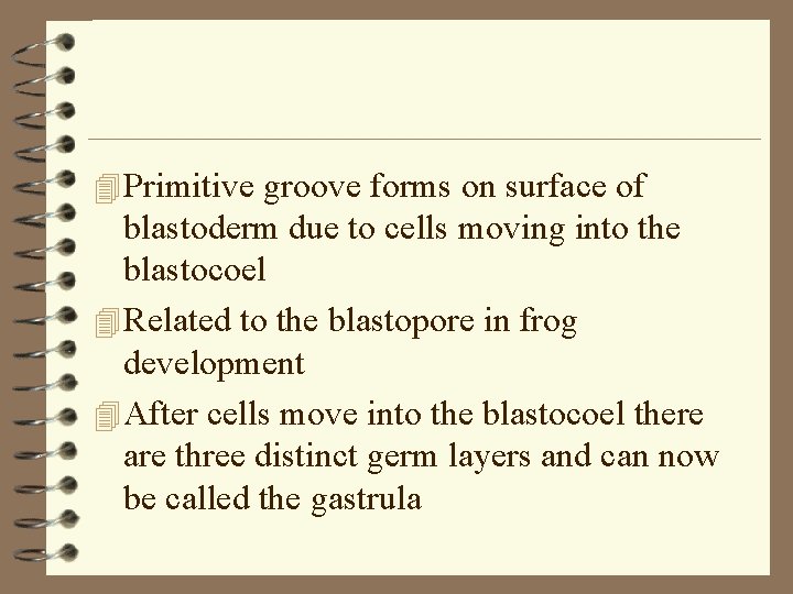 4 Primitive groove forms on surface of blastoderm due to cells moving into the