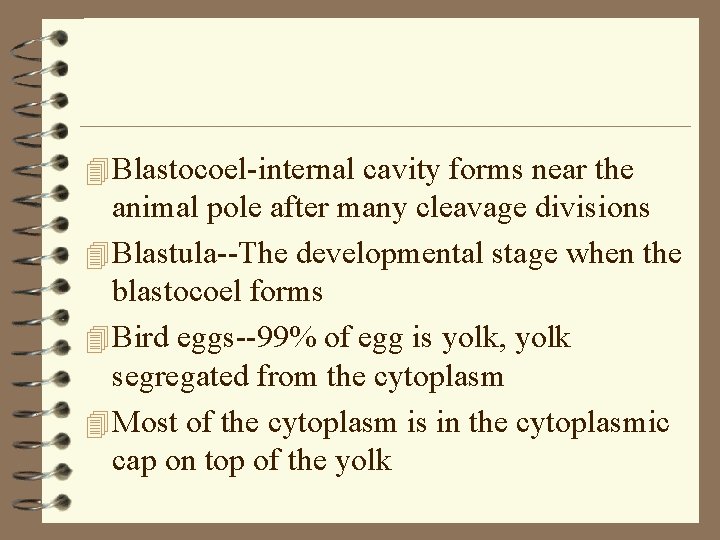 4 Blastocoel-internal cavity forms near the animal pole after many cleavage divisions 4 Blastula--The