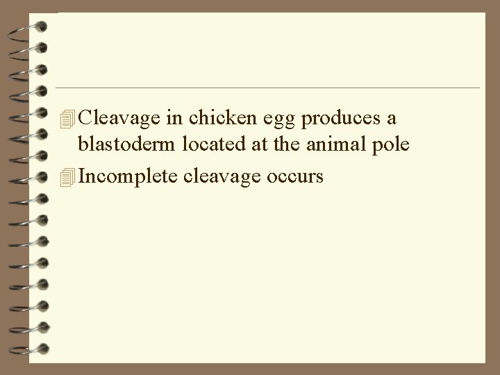 4 Cleavage in chicken egg produces a blastoderm located at the animal pole 4