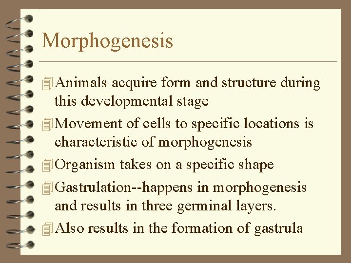 Morphogenesis 4 Animals acquire form and structure during this developmental stage 4 Movement of