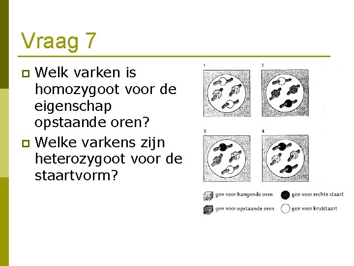 Vraag 7 Welk varken is homozygoot voor de eigenschap opstaande oren? p Welke varkens