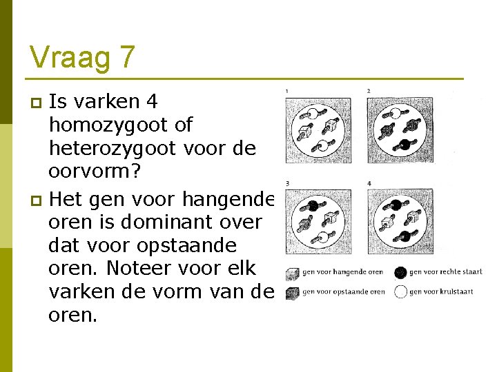 Vraag 7 Is varken 4 homozygoot of heterozygoot voor de oorvorm? p Het gen