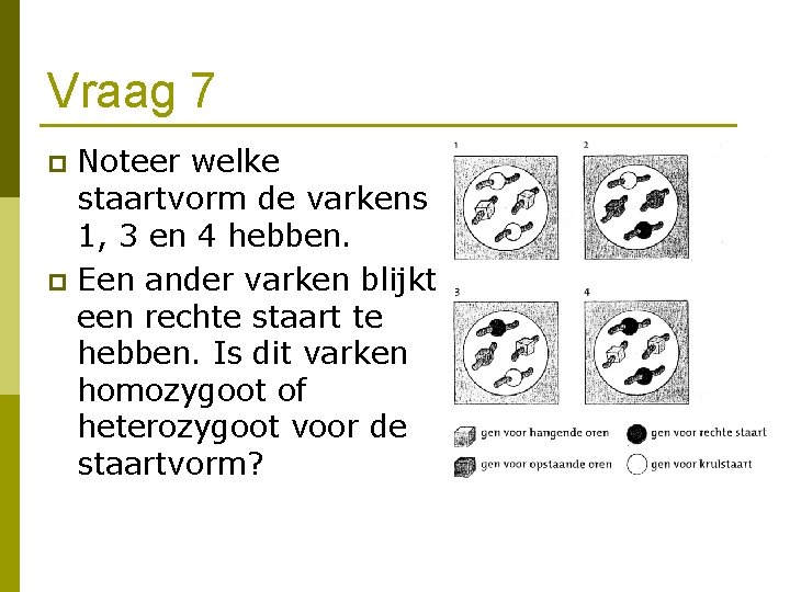 Vraag 7 Noteer welke staartvorm de varkens 1, 3 en 4 hebben. p Een