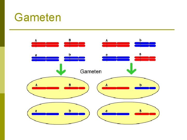 Gameten 