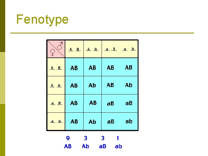 Fenotype 