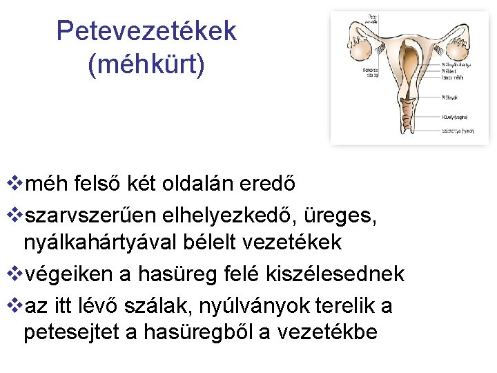 Petevezetékek (méhkürt) vméh felső két oldalán eredő vszarvszerűen elhelyezkedő, üreges, nyálkahártyával bélelt vezetékek vvégeiken