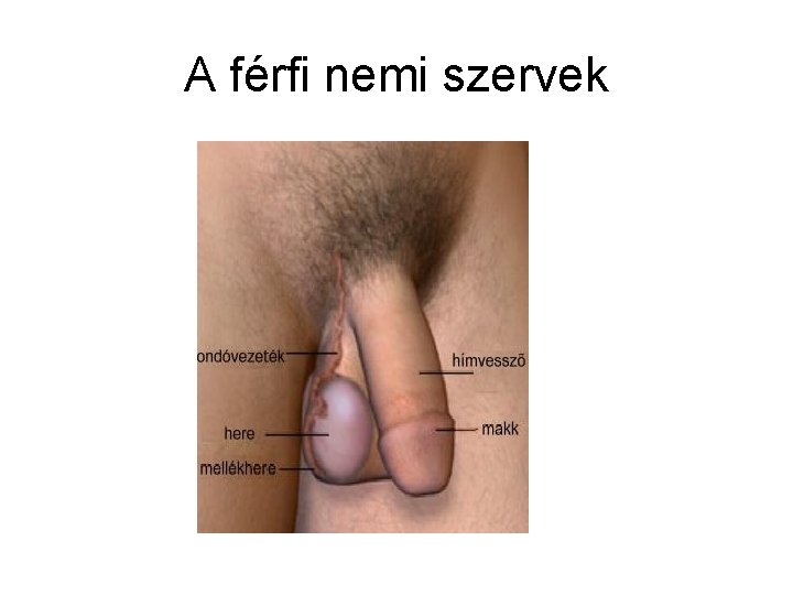 A férfi nemi szervek 