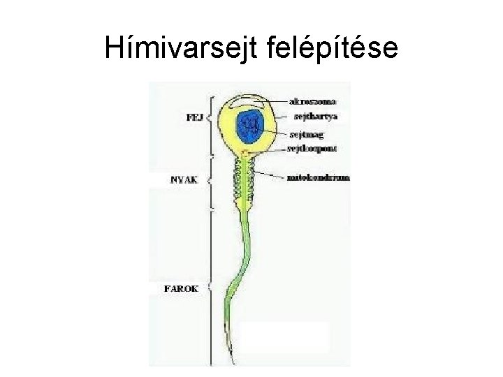 Hímivarsejt felépítése 