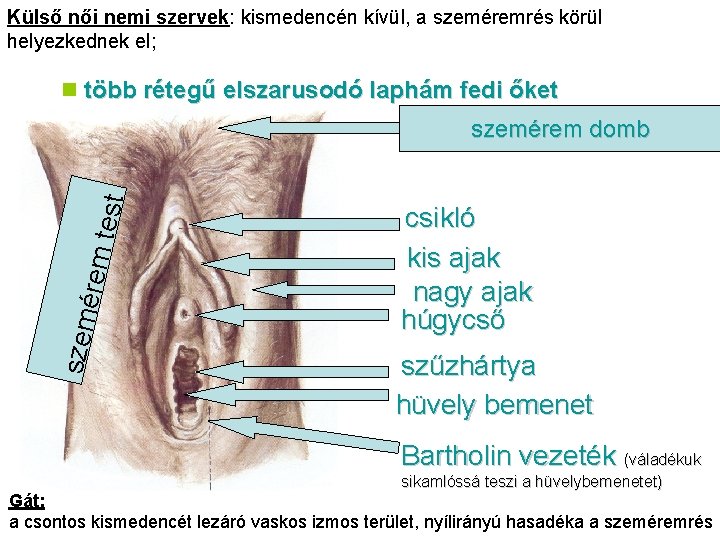 Külső női nemi szervek: kismedencén kívül, a szeméremrés körül helyezkednek el; n több rétegű