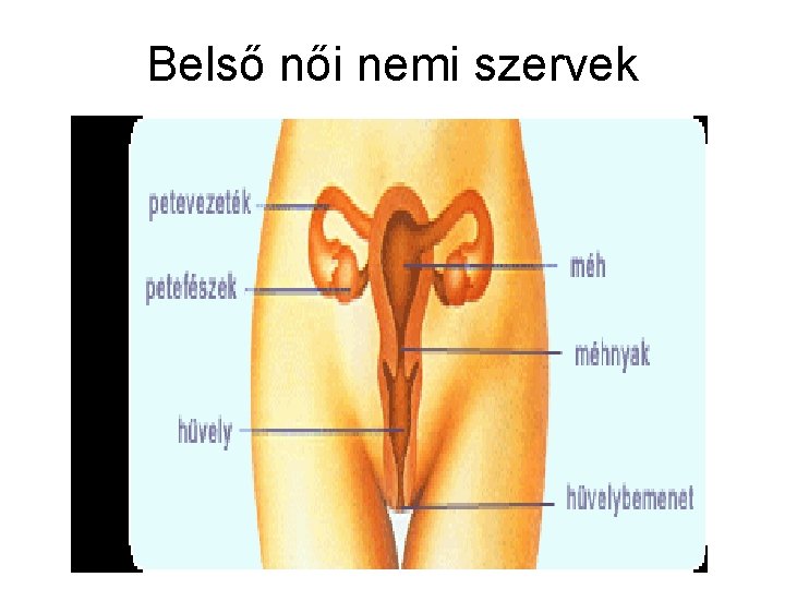 Belső női nemi szervek 