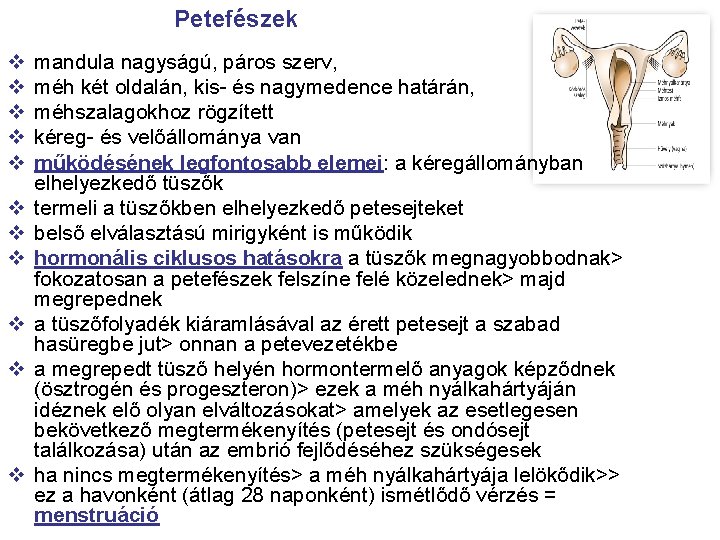 Petefészek v v v mandula nagyságú, páros szerv, méh két oldalán, kis- és nagymedence