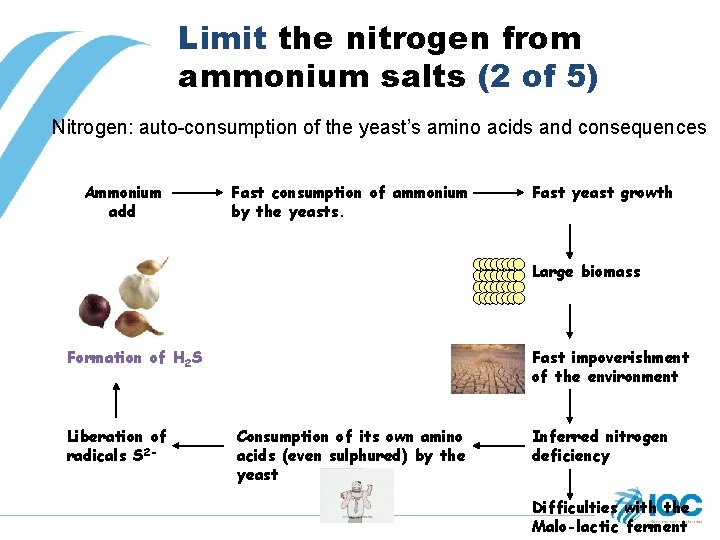 Limit the nitrogen from ammonium salts (2 of 5) Nitrogen: auto-consumption of the yeast’s