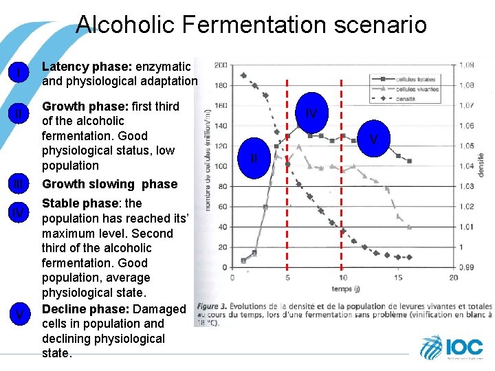 Alcoholic Fermentation scenario I II IV V Latency phase: enzymatic and physiological adaptation Growth