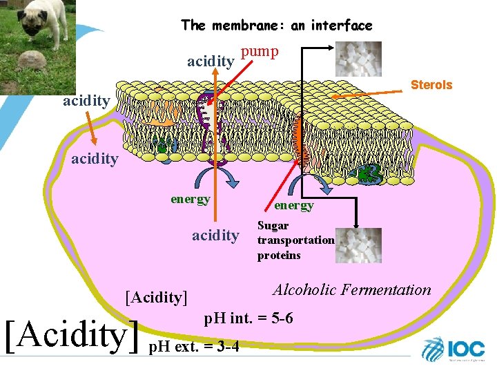 The membrane: an interface acidity pump Sterols acidity energy Sugar transportation proteins Alcoholic Fermentation