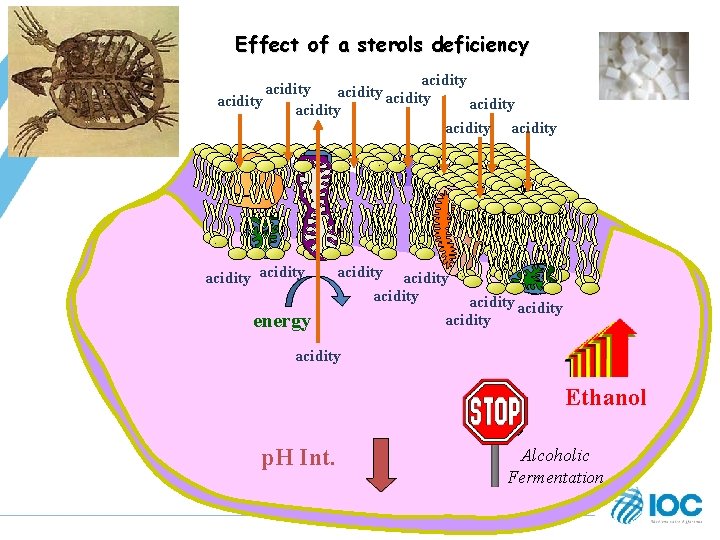 Effect of a sterols deficiency acidity acidity acidity energy acidity acidity Ethanol p. H