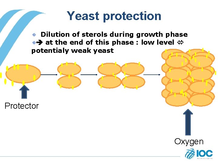 Yeast protection Dilution of sterols during growth phase at the end of this phase