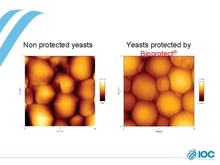 Non protected yeasts Yeasts protected by Bioprotect® 