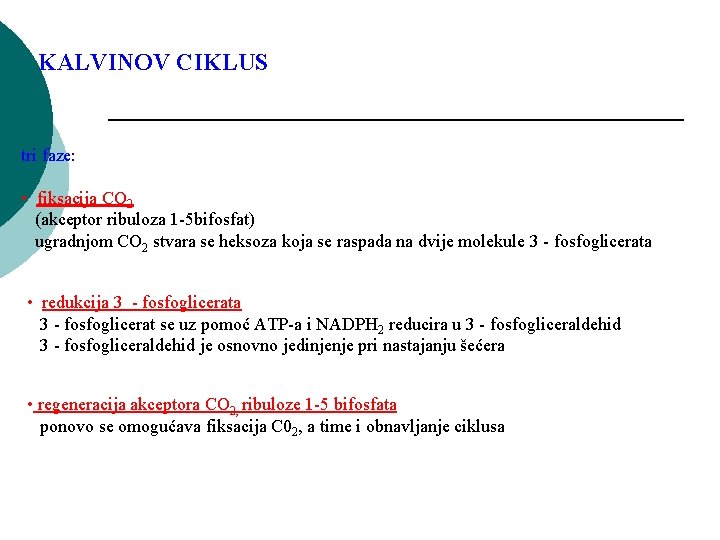 KALVINOV CIKLUS tri faze: • fiksacija CO 2 (akceptor ribuloza 1 -5 bifosfat) ugradnjom