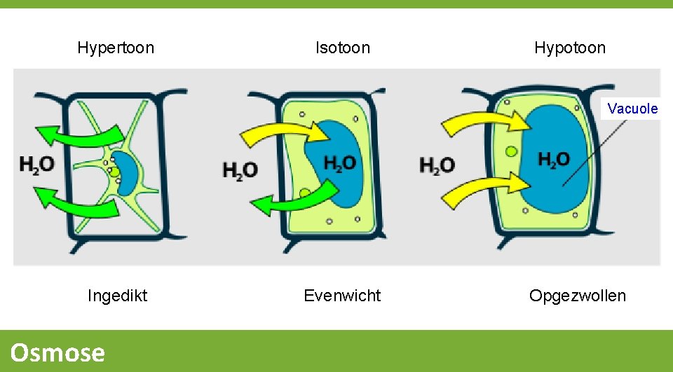 Hypertoon Isotoon Hypotoon Vacuole Ingedikt Osmose Evenwicht Opgezwollen 
