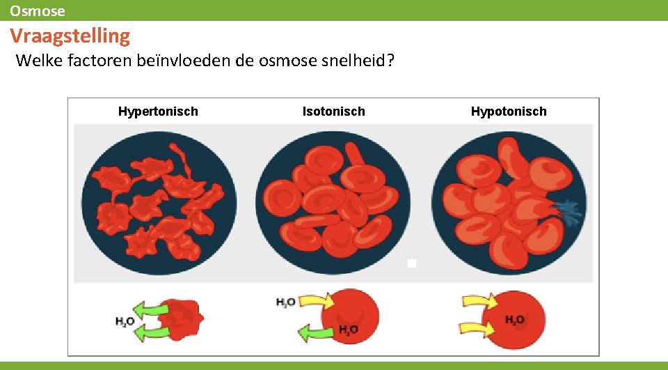 Osmose Vraagstelling Welke factoren beїnvloeden de osmose snelheid? Hypertonisch Isotonisch Hypotonisch 