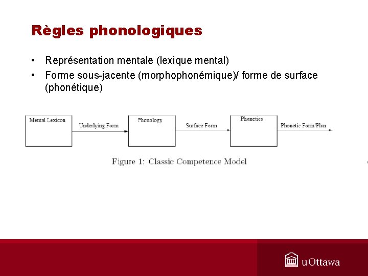 Règles phonologiques • Représentation mentale (lexique mental) • Forme sous-jacente (morphophonémique)/ forme de surface
