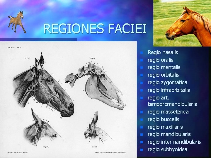 REGIONES FACIEI n n n n Regio nasalis regio oralis regio mentalis regio orbitalis