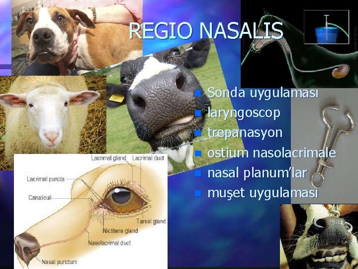 REGIO NASALIS n n n Sonda uygulaması laryngoscop trepanasyon ostium nasolacrimale nasal planum’lar muşet