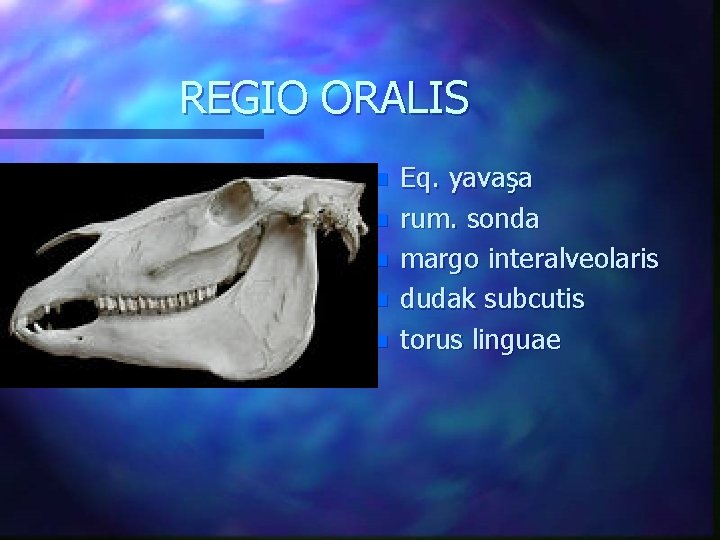REGIO ORALIS n n n Eq. yavaşa rum. sonda margo interalveolaris dudak subcutis torus
