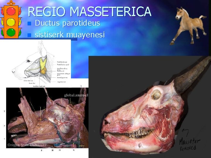 REGIO MASSETERICA n n Ductus parotideus sistiserk muayenesi 