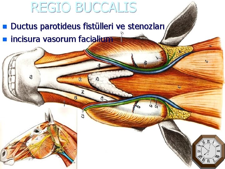 REGIO BUCCALIS n n Ductus parotideus fistülleri ve stenozları incisura vasorum facialium 