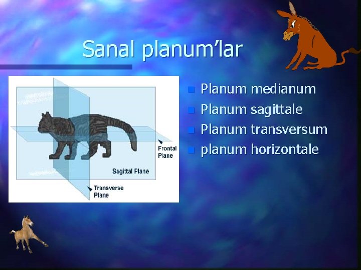 Sanal planum’lar n n Planum medianum Planum sagittale Planum transversum planum horizontale 