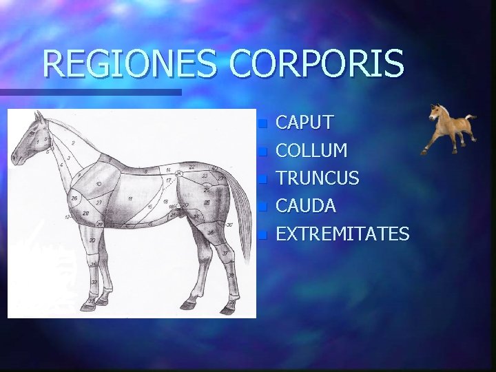 REGIONES CORPORIS n n n CAPUT COLLUM TRUNCUS CAUDA EXTREMITATES 