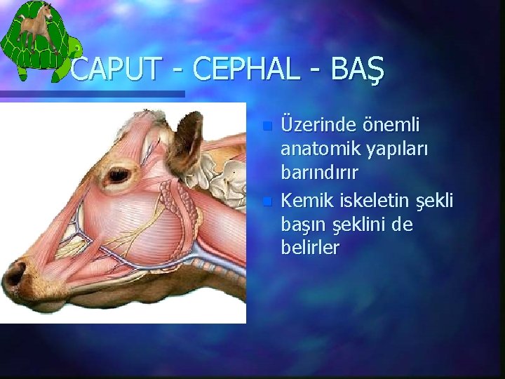 CAPUT - CEPHAL - BAŞ n n Üzerinde önemli anatomik yapıları barındırır Kemik iskeletin