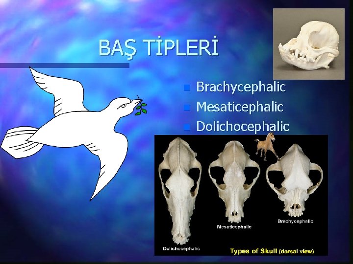 BAŞ TİPLERİ n n n Brachycephalic Mesaticephalic Dolichocephalic 