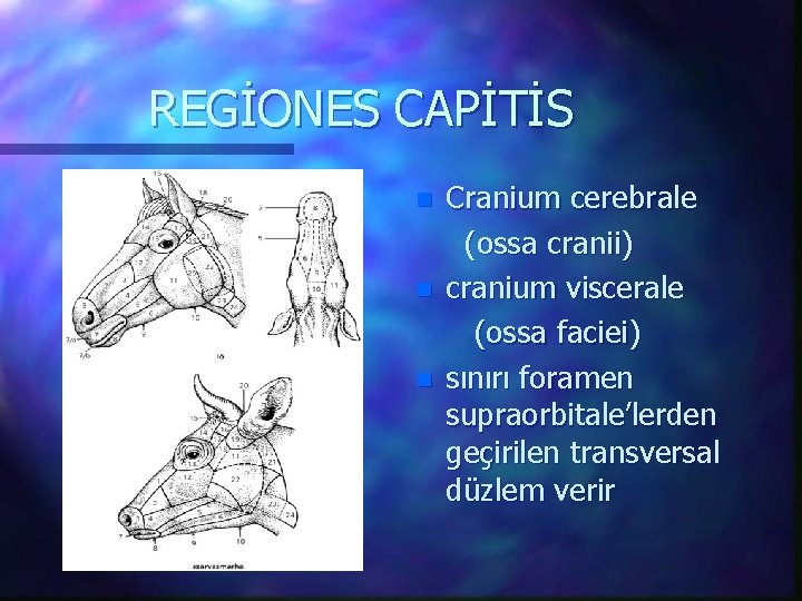 REGİONES CAPİTİS Cranium cerebrale (ossa cranii) n cranium viscerale (ossa faciei) n sınırı foramen