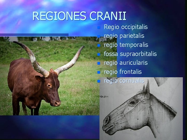 REGIONES CRANII n n n n Regio occipitalis regio parietalis regio temporalis fossa supraorbitalis