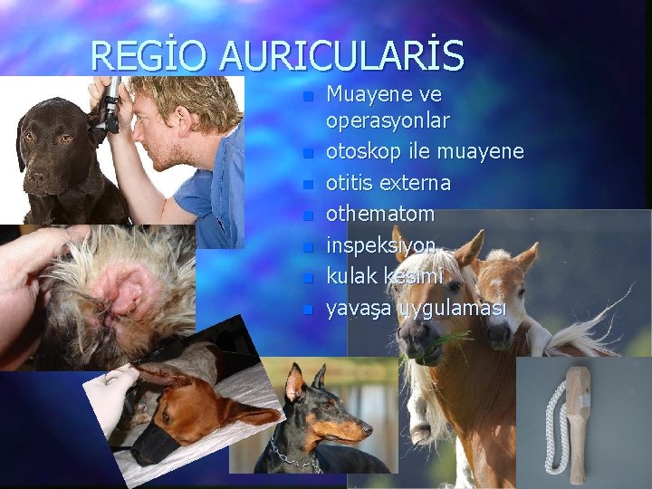 REGİO AURICULARİS n n n n Muayene ve operasyonlar otoskop ile muayene otitis externa