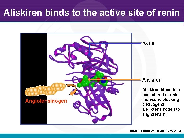 Aliskiren binds to the active site of renin Renin Aliskiren Angiotensinogen Aliskiren binds to