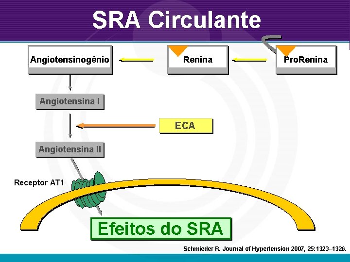 SRA Circulante Angiotensinogênio Renina Pro. Renina Angiotensina I ECA Angiotensina II Receptor AT 1