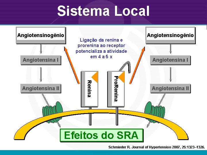 Sistema Local Angiotensinogênio Angiotensina I Pro. Renina Angiotensina II Ligação da renina e prorenina