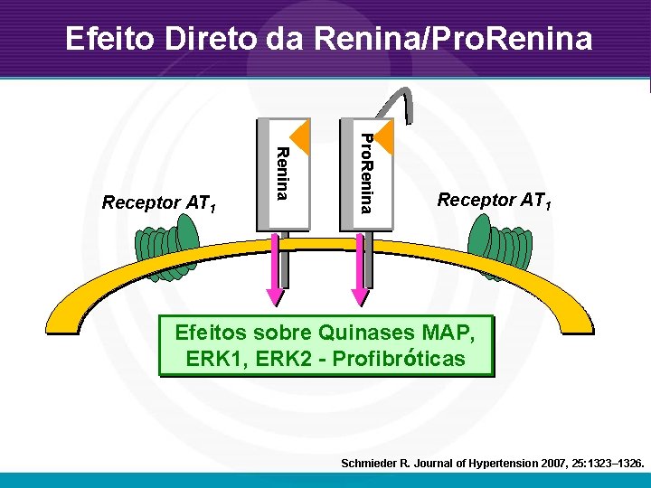 Efeito Direto da Renina/Pro. Renina Receptor AT 1 Efeitos sobre Quinases MAP, ERK 1,