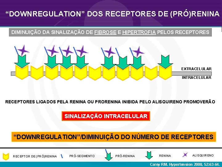 “DOWNREGULATION” DOS RECEPTORES DE (PRÓ)RENINA DIMINUIÇÃO DA SINALIZAÇÃO DE FIBROSE E HIPERTROFIA PELOS RECEPTORES