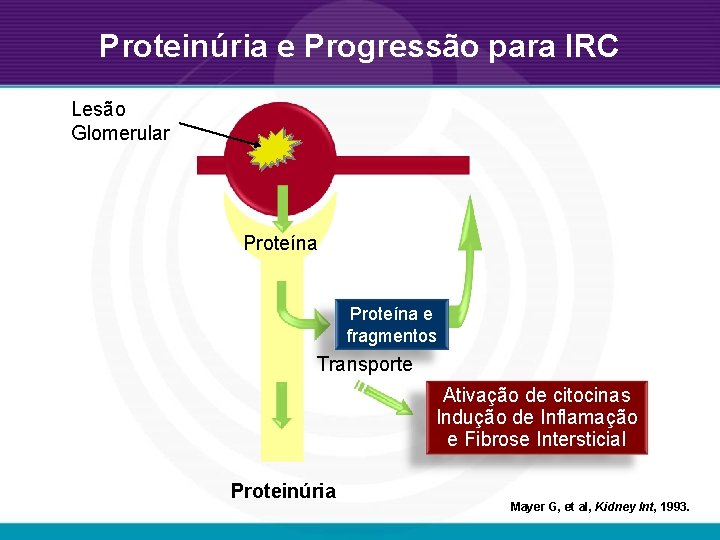 Proteinúria e Progressão para IRC Lesão Glomerular Proteína e fragmentos Transporte Ativação de citocinas